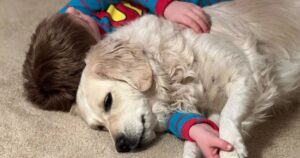 Golden Retriever rileva la presenza di arachidi e protegge una bambina da reazioni allergiche potenzialmente fatali