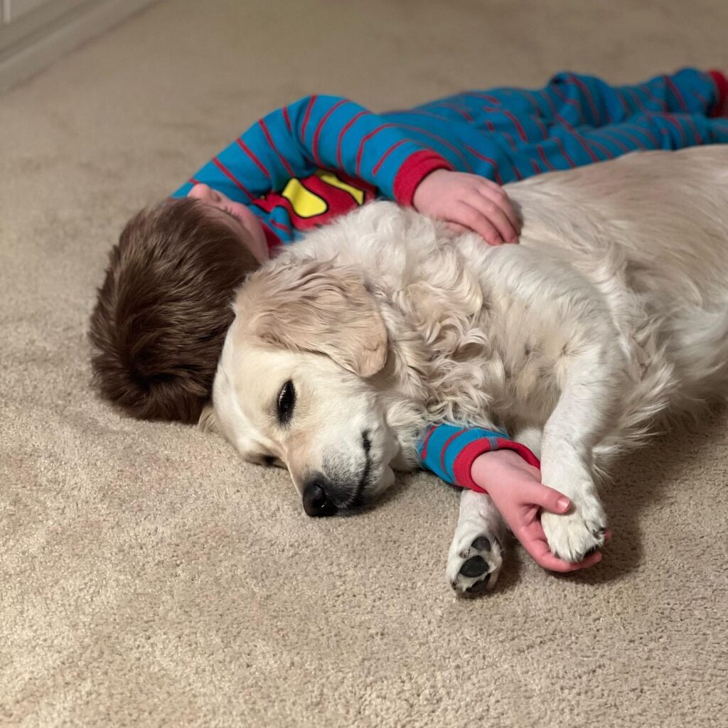 golden retriever harley