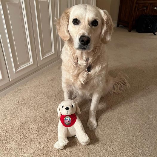 golden retriever harley