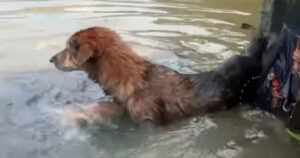 Cagnolina incastrata e destinata ad annegare dopo un’alluvione (VIDEO)
