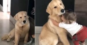 Golden Retriever si rattrista perché la sorellina umana deve lasciarlo per andare al primo giorno di scuola (VIDEO)