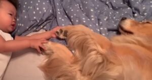 Golden Retriever è innamorato del suo fratellino umano e non se ne separa mai (VIDEO)