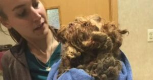 Cagnolino abbandonato da troppo tempo. Sotto tutto il pelo arruffato si nascondeva il suo vero aspetto