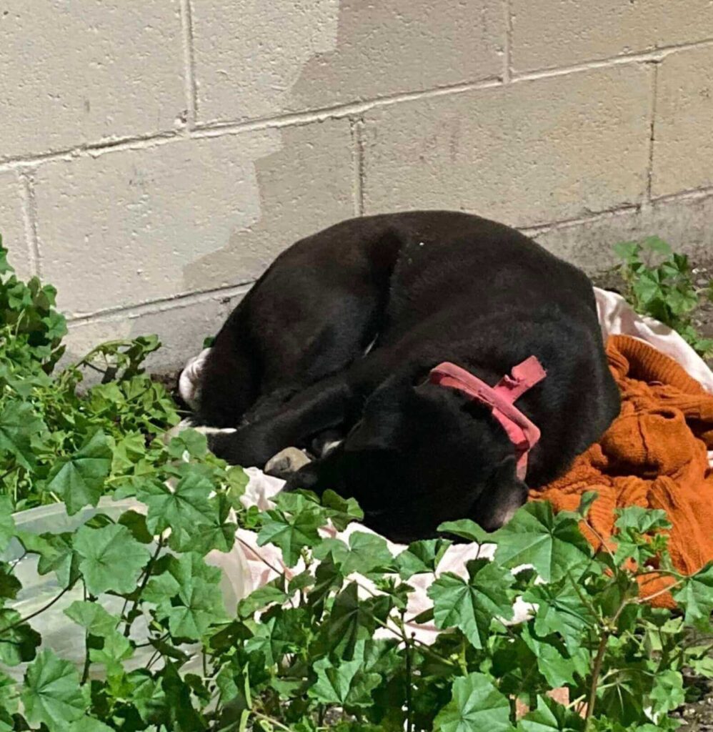 Cagnolina abbandonata sul marciapiede attende per giorni che la tornino a prendere