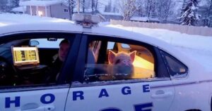 Maiale contento in stato di arresto, la sua fuga finisce sul retro di un’auto della polizia
