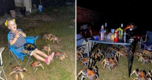 Un esercito di granchi giganti assalta una famiglia in campeggio. Non è un film, siamo in Australia (VIDEO)