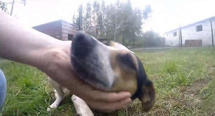 cagnolina lizzie