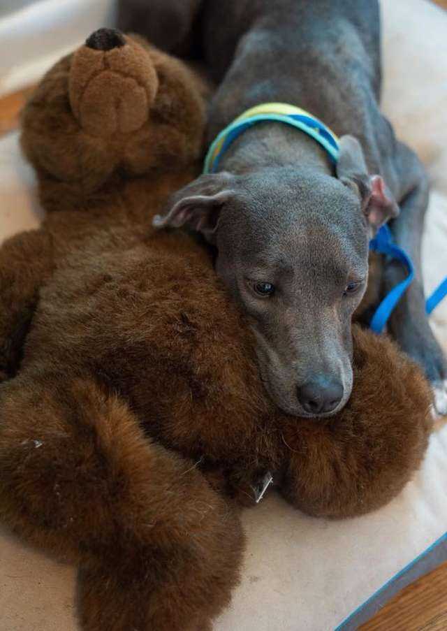 cagnolina blue lacy ellie con orsacchiotto