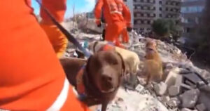 Per salvare vite dopo il terremoto fra Turchia e Siria sono al lavoro anche i cani da soccorso (VIDEO)