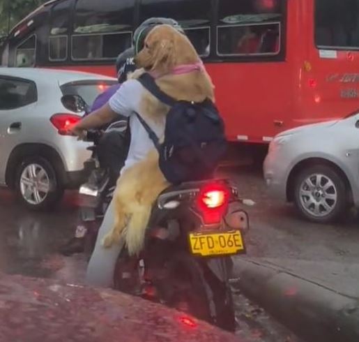 tiktok golden retriever in moto