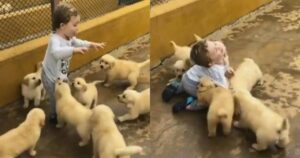 7 cuccioli di Golden Retriever attaccano di coccole un bambino di due anni (VIDEO)