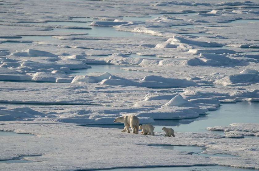 orso polare kokh