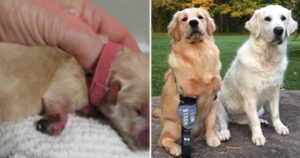 Cucciolo di Golden Retriever sembrava spacciato ma riscopre una nuova vita grazie alla sua zampa bionica