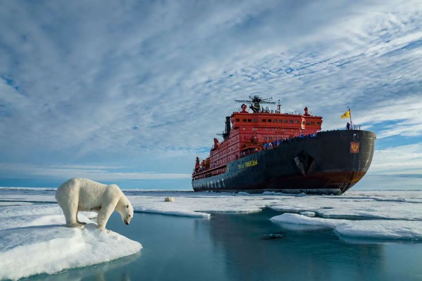 foto orso polare kokh