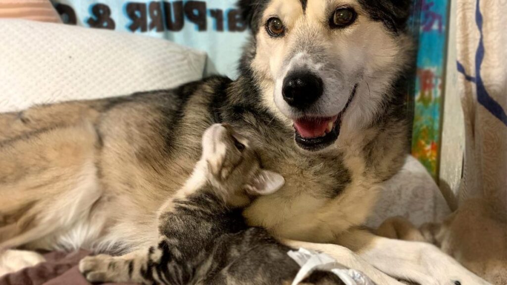 gattino Bridger con Cinder Husky