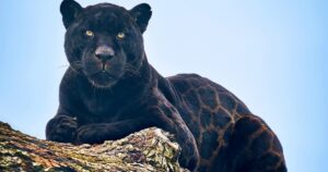 Rarissimo giaguaro dal manto nero ha avuto un cucciolo e mantiene salde le speranze per la specie
