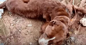 Cagnolina maltrattata alzò lo sguardo come a dire “anche se non ce la faccio, grazie dell’affetto”