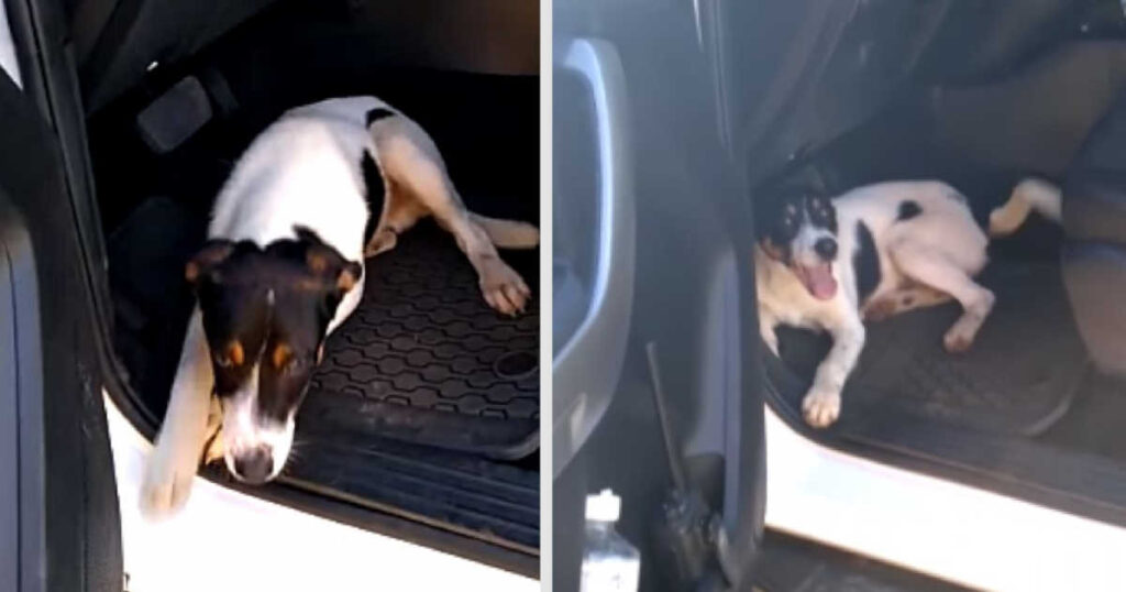 Cucciolo corre quando vede la portiera di una macchina aperta ed entra per essere adottato (VIDEO)