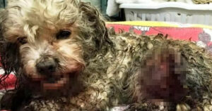 Cagnolino gravemente ferito da due grossi randagi ma il veterinario non vuole arrendersi all’eutanasia