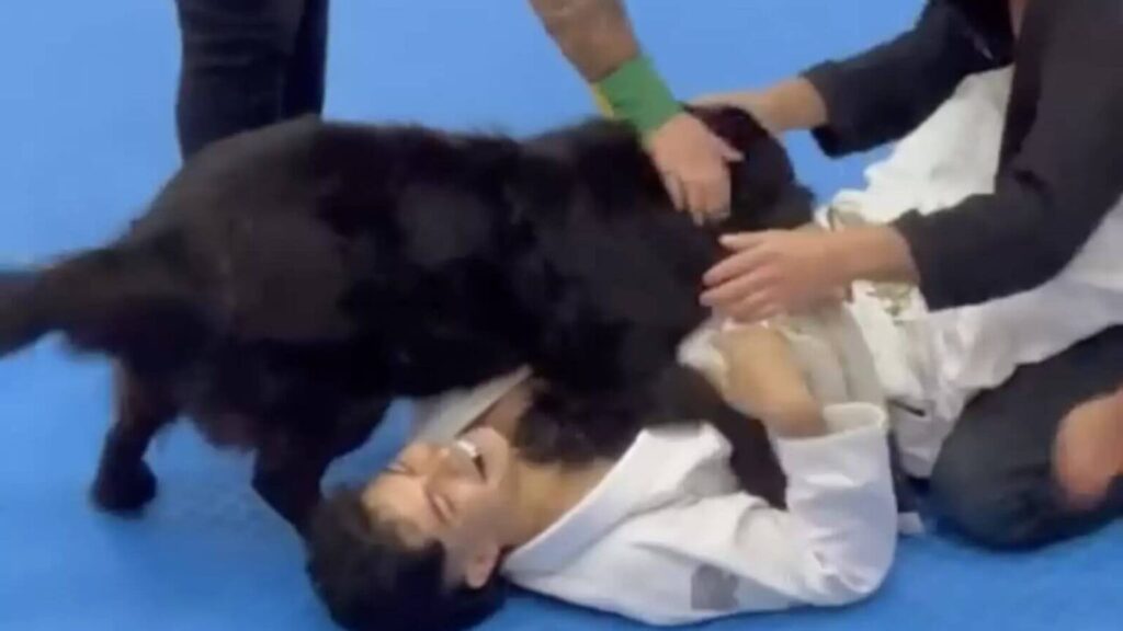 cagnolino jiu-jitsu incontro