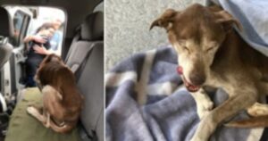 Escursionista salva la vita di una cagnolina rimasta intrappolata in un burrone per sei settimane (VIDEO)