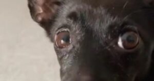 Non appena la padrona nomina il “veterinario” il suo cane scappa più veloce che può (VIDEO)
