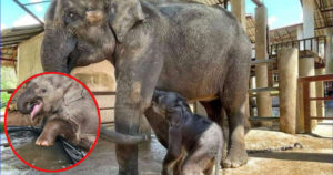 Elefantino dopo essere stato salvato da un circo si gode felice il suo primo bagno (VIDEO)