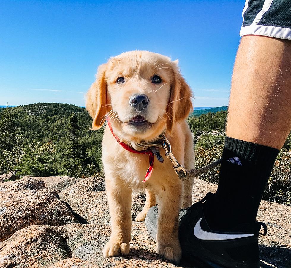 Golden retriever cucciolo