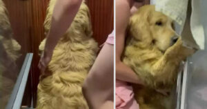 Golden Retriever non vuole assolutamente entrare nella doccia e si ribella (VIDEO)