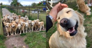 Golden Retriever Experience: nel Regno Unito puoi giocare con 30 adorabili cani