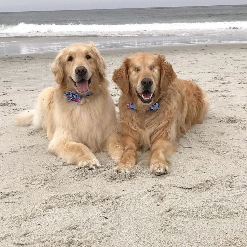 Golden Retriever cieco con amico