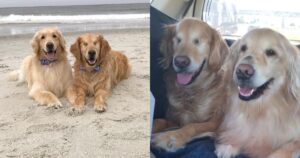 Golden Retriever cieco e il suo cane guida hanno una bellissima amicizia (VIDEO)