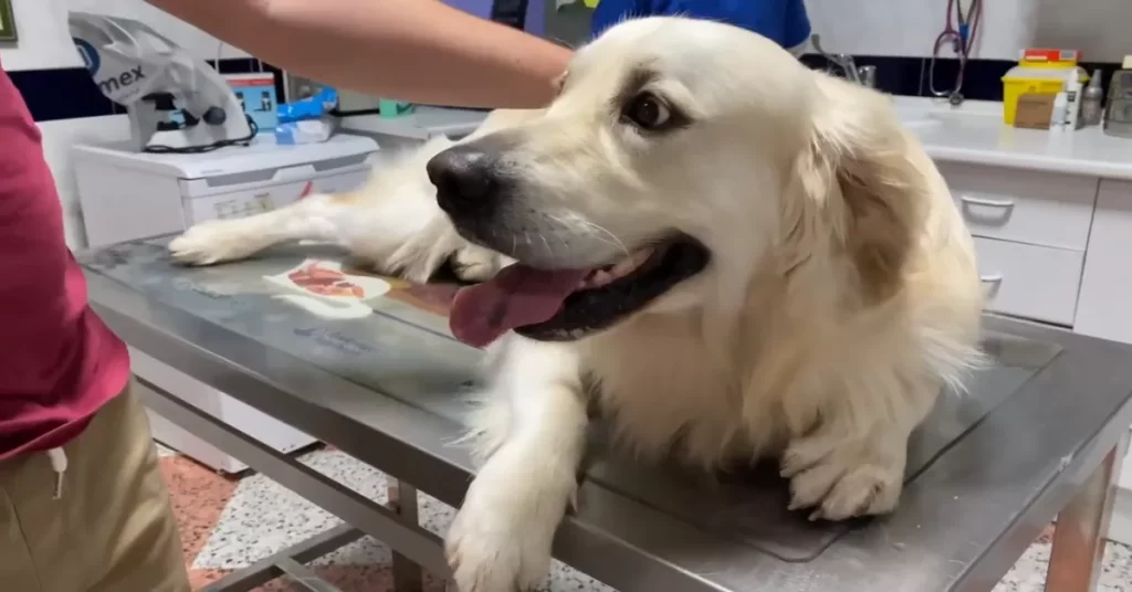 Golden ama andare dal veterinario e gioca