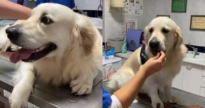 Il dolce Golden Retriever ama andare dal veterinario (VIDEO)