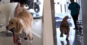 Golden Retrieve gioca felicemente nello studio veterinario, come se fosse al parco giochi (VIDEO)