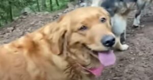 La dolce Golden Retriever Lucy è felice di aver trovato un amico speciale che la ama (VIDEO)