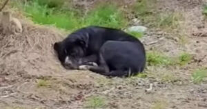 Cagnolina abbandonata in un campo di mirtilli, era sola e con una zampa rotta (VIDEO)