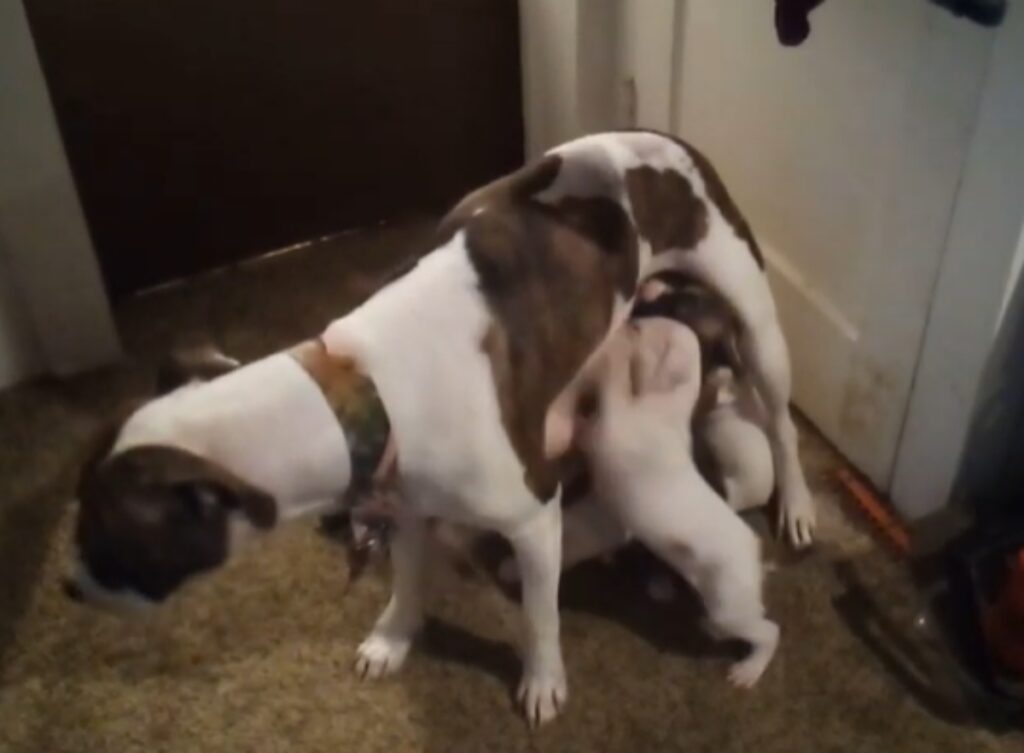 mamma pitbull gioca con i cuccioli video