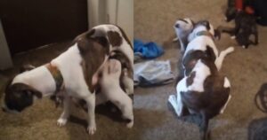 Cagnolina Mamma gioca con i suoi cuccioli e gli dà da mangiare (VIDEO)
