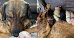 Una famiglia si chiude in auto 12 ore per permettere alla propria cagnolina di partorire al caldo