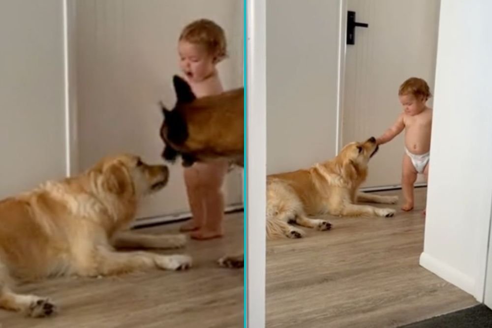 bambino e Kaia golden retriever