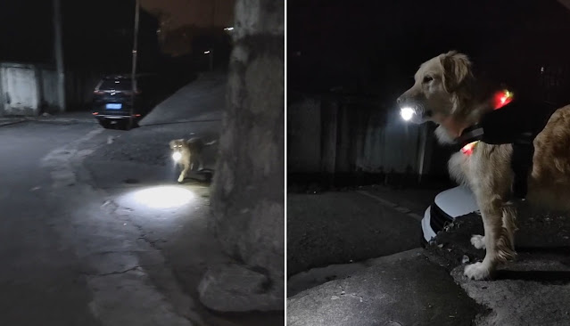 labrador cina con torcia