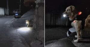 Labrador aspetta ogni sera la padrona e le illumina la strada di ritorno verso casa (VIDEO)