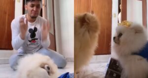 La Soap Opera canina di TikTok: la star del programma è incinta (VIDEO)