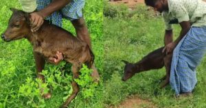 Mamma mucca partorisce un vitello con 2 zampe. Ogni giorno il suo padrone aiuta il piccolo a nutrirsi (VIDEO)