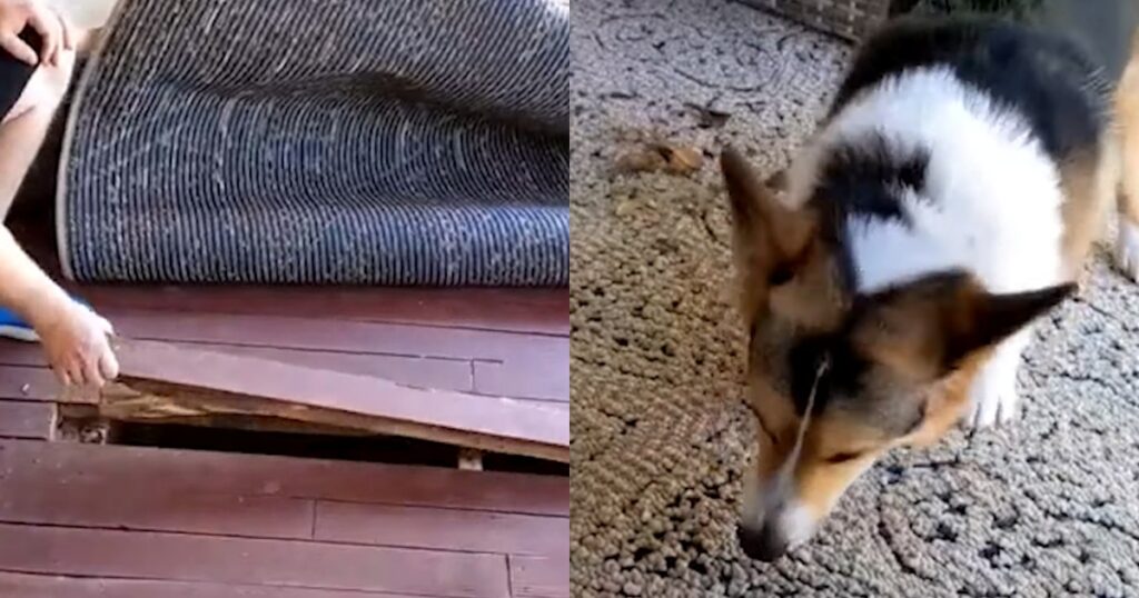 cane non smette di abbaiare contro tappeto con opossum
