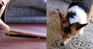 Cagnolino abbaiava contro il tappeto senza fermarsi mai e dopo abbiamo scoperto il motivo (VIDEO)