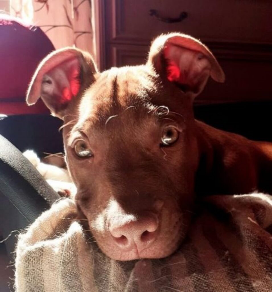 Pitbull disabile abbandonato in una scatola