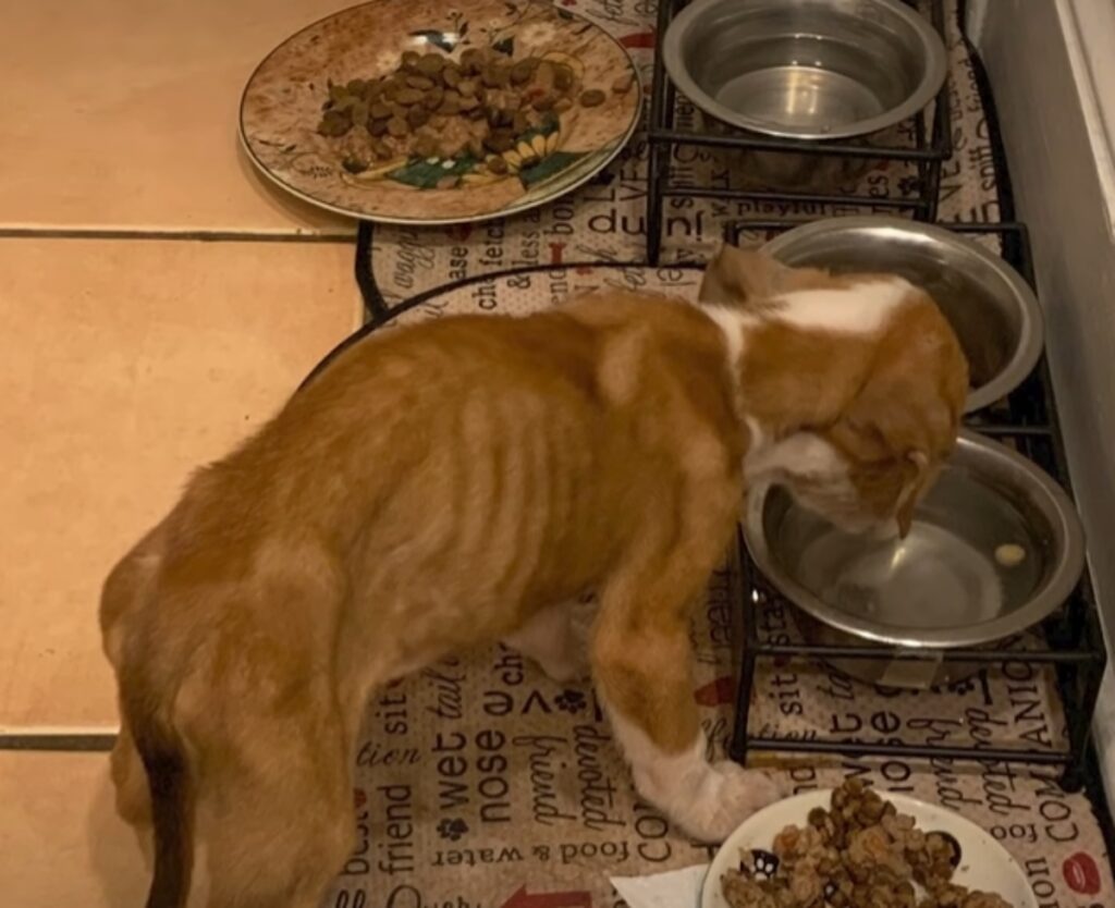 cucciolo abbandonato in una scatola di cartone