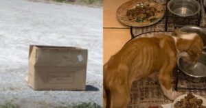 Cucciolo viene abbandonato morente in una scatola nel parcheggio (VIDEO)